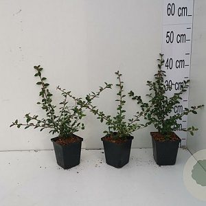 Cotoneaster suec. 'Coral Beauty' GM P9