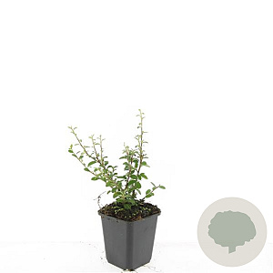 Cotoneaster suec. 'Coral Beauty' GM P9