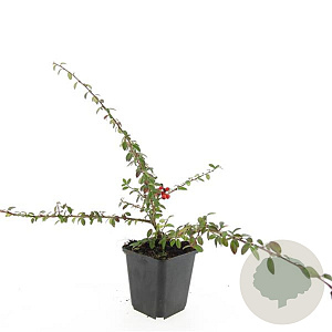 Cotoneaster suec. 'Coral Beauty' GM P9