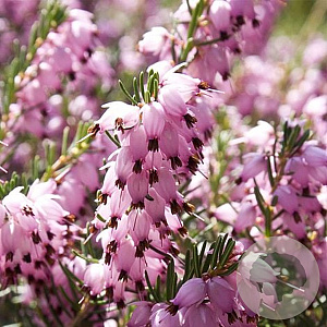 Erica darl. 'Darley Dale' 15 cm P12