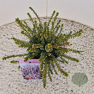 Erica darl. 'Ghost Hills' 20-25 cm C1.5