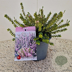 Erica darl. 'Ghost Hills' 20-25 cm C1.5