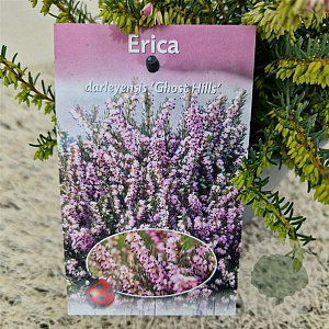 Erica darl. 'Ghost Hills' 20-25 cm C1.5