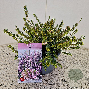 Erica darl. 'Ghost Hills' 20-25 cm C1.5