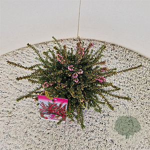 Erica darl. 'Kramer's Rote' 20-25 cm C1.5