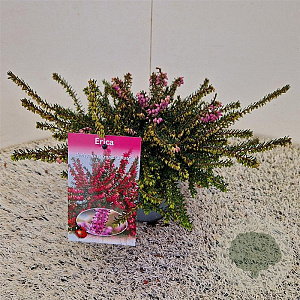 Erica darl. 'Kramer's Rote' 20-25 cm C1.5