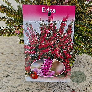 Erica darl. 'Kramer's Rote' 20-25 cm C1.5