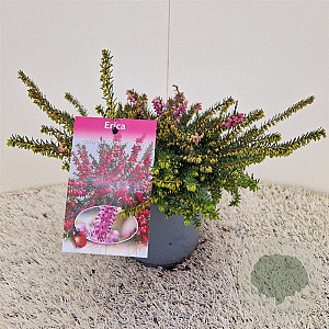 Erica darl. 'Kramer's Rote' 20-25 cm C1.5