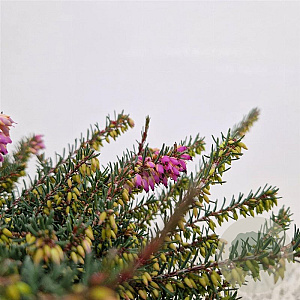 Erica darl. 'Kramer's Rote' 20-25 cm C1.5