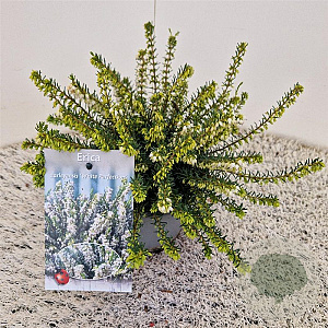 Erica darl. 'White Perfection' 20-25 cm C1.5