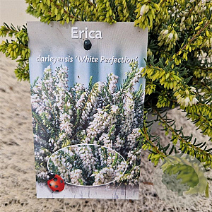Erica darl. 'White Perfection' 20-25 cm C1.5
