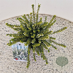 Erica darl. 'White Perfection' 20-25 cm C1.5