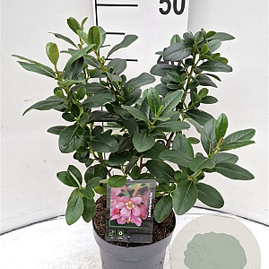 Escallonia laevis Pink Elle 30-40 cm 2,0L