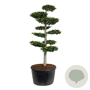 Fagus sylvatica 200-225 cm cont. 285L bonsai