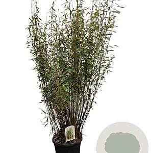 Fargesia nitida 'Volcano' 125-150 cm 15L