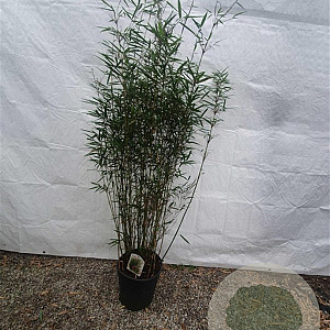 Fargesia robusta 'Campbell' 125-150 cm 15L