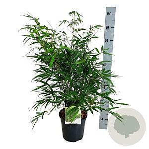 Fargesia robusta 'Pingwu' 60-80 cm 6L