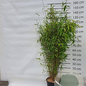 Fargesia 'Winter Joy' 125-150 cm 15L