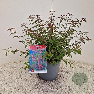 Fuchsia 'Riccartonii' 30-35 cm 2,5L