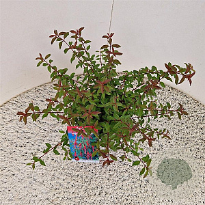 Fuchsia 'Riccartonii' 30-35 cm 2,5L