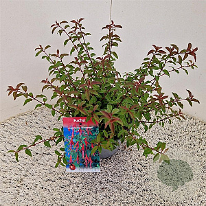 Fuchsia 'Riccartonii' 30-35 cm 2,5L