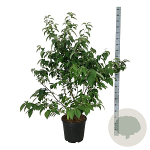 Halesia carolina 125-150 cm 30L extra