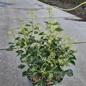 Hedera hel. 'Arborescens' 40-60 cm 10L