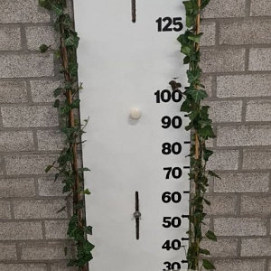 Hedera hel. 'Woerner' 150-175 cm 5,0L