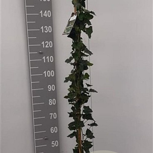 Hedera hibernica 150-175 cm 5,0L