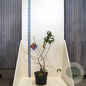 Heptacodium miconioides 80-100 cm 20L