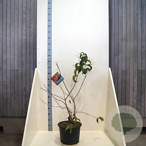 Heptacodium miconioides 80-100 cm 20L