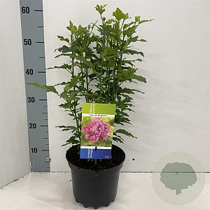 Hibiscus syr. 'Duc de Brabant' 40-50 cm 3,0L
