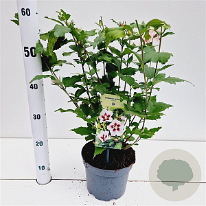 Hibiscus syr. 'Hamabo' 40-50 cm 3,0L
