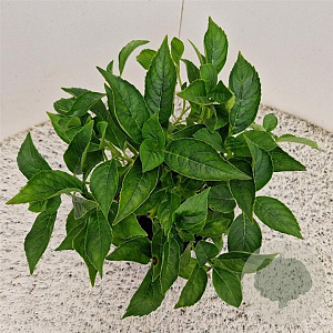 Hydrangea m. 'Little Blue' 20-25 cm 2,0L