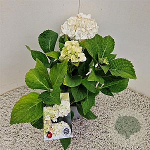 Hydrangea m. 'Little White' 25-30 cm 2,5L