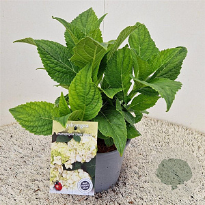 Hydrangea m. 'Little White' 25-30 cm 2,5L
