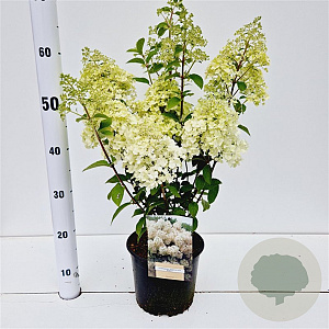 Hydrangea pan. Bobo 30-40 cm 3,0L