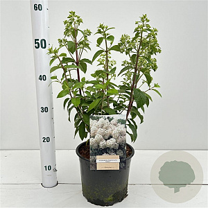 Hydrangea pan. Bobo 30-40 cm 3,0L