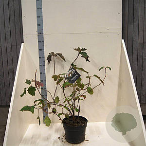 Hydrangea quercifolia 60-80 cm 10L