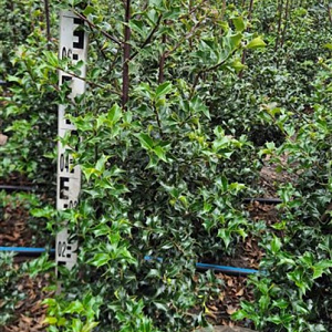 Ilex aquipernyi Dragon Lady 80-100 cm met kluit