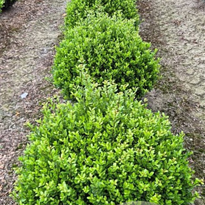 Ilex crenata 'Caroline Upright' 65 cm draadkluit bol