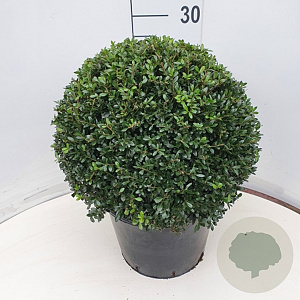 Ilex crenata 'Stokes' 40 cm 12L bol