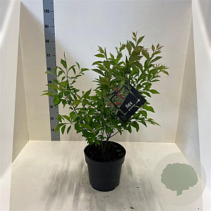 Ilex verticillata 40-60 cm 6L