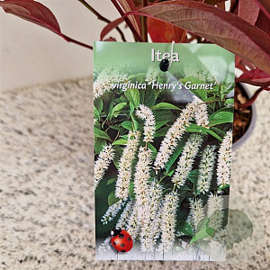 Itea virginica 'Henry's Garnet' 30-40 cm 2,5L