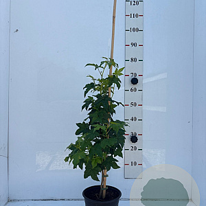 Liquidambar styraciflua 60-80 cm 5,0L
