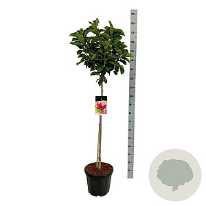 Magnolia 'Genie' 80 cm stam 15L