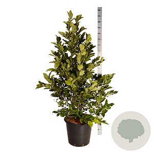 Magnolia loebneri 'Wildcat' 150-175 cm cont. 55L extra