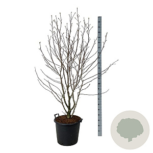 Magnolia loebneri 'Wildcat' 170-200 cm cont. 55L extra