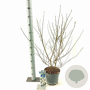 Magnolia stellata 50-60 cm 5,0L
