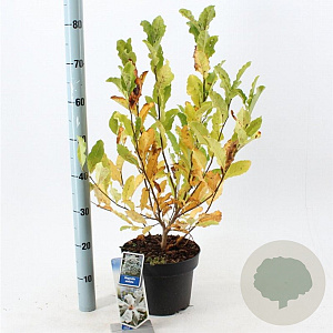 Magnolia stellata 50-60 cm 5,0L